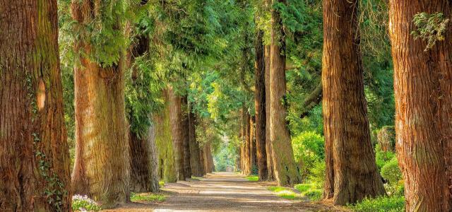 Trees